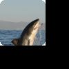 Great White Shark beim Jagen (Simons Town, Südafrika), Fotograf: Matthias Hoffmann mit Nikon D200
